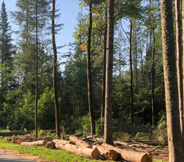 Abattage d'arbres