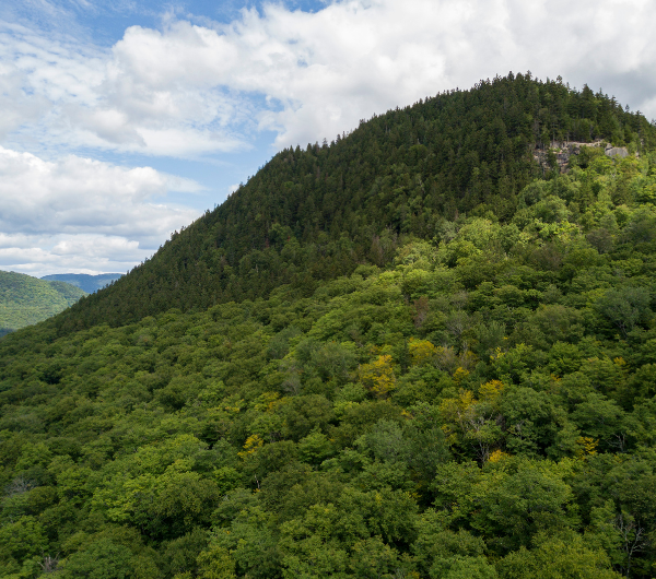 Parc de la forêt ancienne du Mont Wright