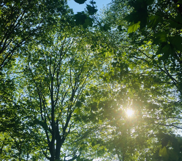 Arbres et végétaux